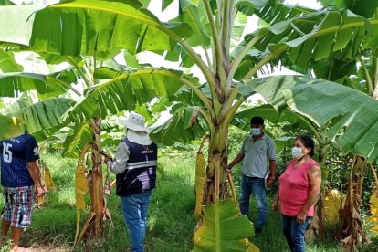 Agricultores están en alerta ante la posible llegada del temido hongo.
