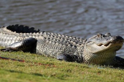 El cocodrilo es un animal peligroso en los centros poblados.
