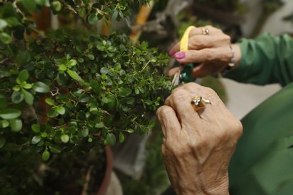 El arte de crear bonsais es considerado también una terapia que está siendo recomendada por los psicólogos.