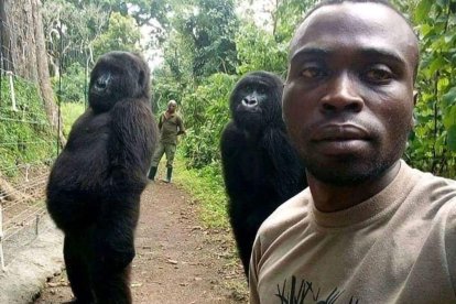 Fotografía de archivo de la gorila Ndakasi, una gorila que se hizo famosa en 2019 al posar en un "selfie" con otro primate y un guardabosques, y que ha muerto a los 14 años por enfermedad en el parque nacional de Virunga, el más antiguo de África, confirmó hoy a Efe un portavoz de esa reserva del este de la República Democrática del Congo. EFE/ Parque Nacional de Virunga/SÓLO USO EDITORIAL/SÓLO DISPONIBLE PARA ILUSTRAR LA NOTICIA QUE ACOMPAÑA (CRÉDITO OBLIGATORIO)
