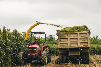 Las cosechas de maíz se tecnifican día a día, produciendo grandes resultados.