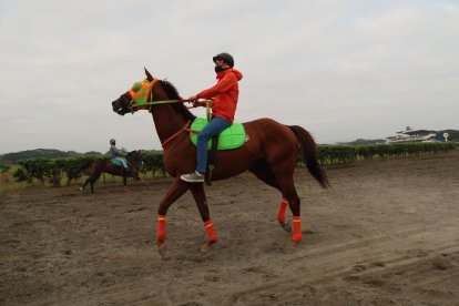 El jinete peruano Jorge San Miguel asegura que tiene una relación de novios con el caballo Paso Real, al que monta desde noviembre de 2020.