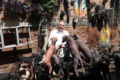 El criador Jorge Alvarado posa rodeado de perros de la raza Xoloitzcuintle, en el criadero Xolos Tarango, el 12 de octubre de 2021, en la Ciudad de México (México).