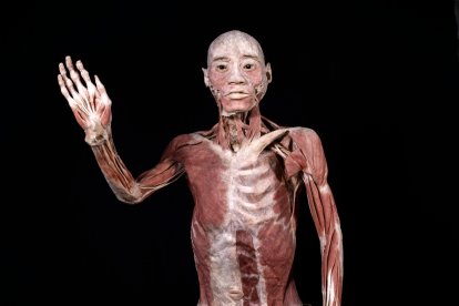 Cuerpos en conservación es la exposición que te enseñará a conocer mejor tu organismo.