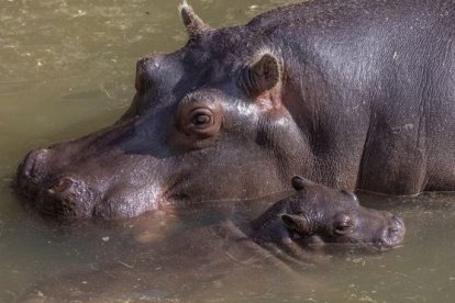 Los especímes que dejó el capo Pablo Escobar se han procreado mucho.