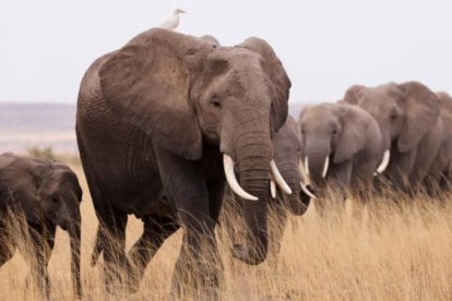 Los elefantes son un imán para los cazadores y buscadores de marfiles.