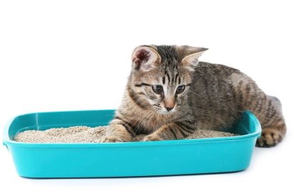 La arena debe ser fina para que no se quede en las patas del felino.