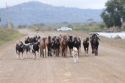 El perro lleva a pasear a las cabras 2 km de trayectoria diaria