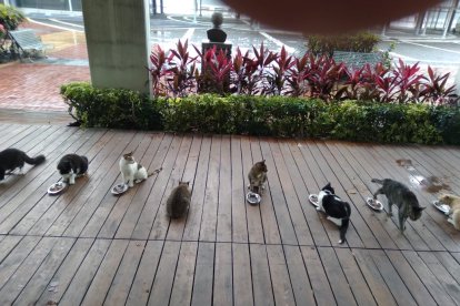 Los gatitos se alimentan dos veces al día.
