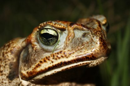 La nueva especie de sapo que se encontró en Ecuador.