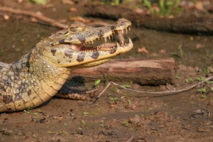 Una familia fue rescatada de un río infestado de lagartos en Bolivia.