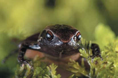 El minúsculo especimen de rana descubierto en las laderas de los andes ecuartorianos.