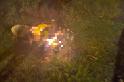 El perrito necesita constantes tratamientos para recuperarse de sus heridas.