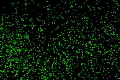 Científicos descubren un microbio marino que produce oxígeno en la oscuridad