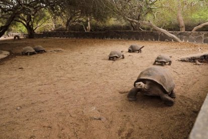 Las tortugas, que tienen entre 5 y 7 años de edad, pasaron por un proceso de cuarentena y se les practicaron exámenes de sangre.