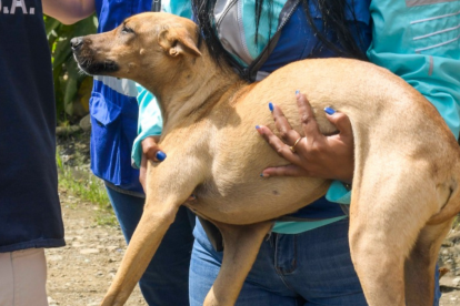 A consecuencia del golpe, el animal quedó con una de las patas heridas.