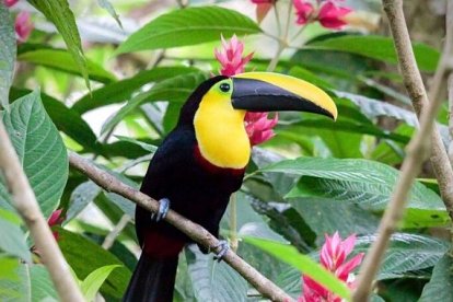 La ave, que fulgura con su llamativo pico amarillo, habita en zonas subtropicales y en bosques húmedos como El Chocó.
