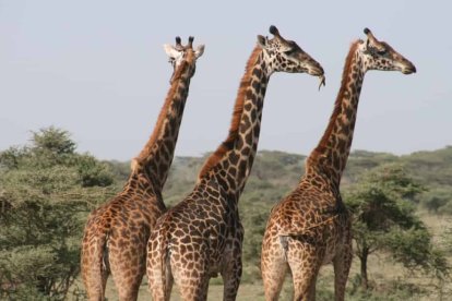 Un caso de maltrato animal, en el que estarían afectadas 15 jirafas, fue denunciado en Río de Janeiro.