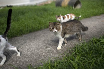 El maltrato animal es fuertemente castigado en países como EE. UU.