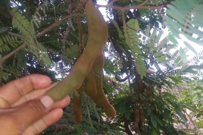 No solo que se comenzó a producir, sino que el fruto incluso tiene ahora mayor tamaño, según los agricultores.