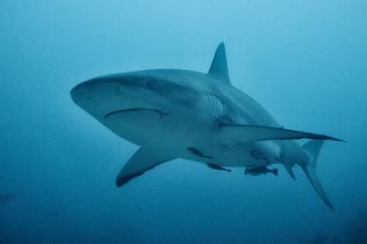 Según un estudio, nueve personas perdieron la vida en 2021 a causa de mordeduras de tiburón "no provocadas".