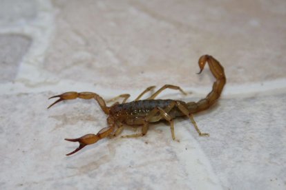 las toxinas de este insecgto pueden ser mortales si no se atiende a tiempo al paciente.