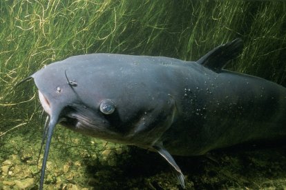 Bagre 'maloso' por defenderse le clavó aguijón a cangrejero.