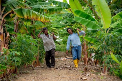 Las plantaciones de plátano se encuentran en plena producción. Los agricultores les dan todos los cuidados para evitar plagas.