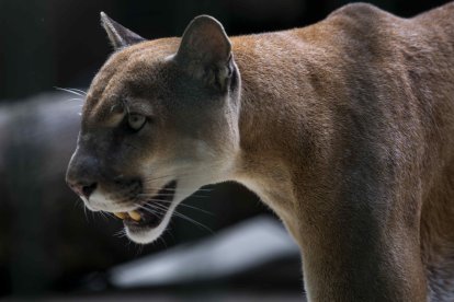 Se denunció ante Fiscalía el asesinato de un puma.