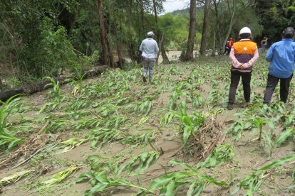 Los cultivos de maíz arrasados por el deslizamiento de agua y lodo.