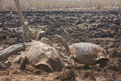 Tortugas gigantes de la que hasta ahora se creía era de la Geochelone chatamensis. Esta, en realidad, estaría extinta.