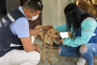 En otras ocasiones, los canes han sido rescatados por el equipo. Esta vez, no se pudo. Por lo que la dependencia actuará de forma legal.