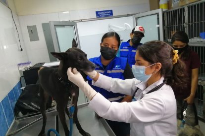 Los animales rescatados fueron evaluados por médicos veterinarios.