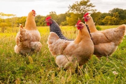 No es la primera vez qaue dser escucha de abuso sexual contra aves y otros animales domésticos.