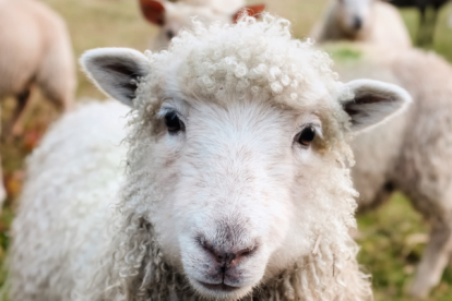 El caso tiene consternados a los habitantes de Cotopaxi. Ambiente ha ordenado una intervención de emergencia.