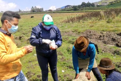 Animales salvajes acaban con los rebaños de ovejas en comunidades de Cotopaxi.