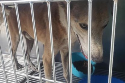 Perrito maltratado en el Guasmo fue rescatado.