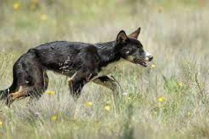 Perros ferales atacaron al ganado de Cotopaxi.