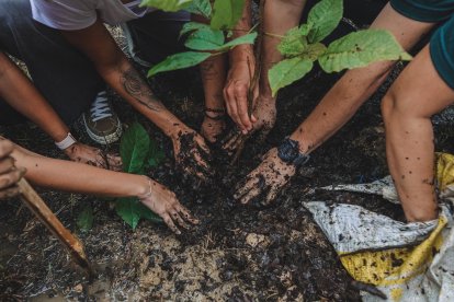 La siembra de las especies se dio en áreas naturales de la urbe.
