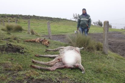 Alpacas muertas en Maca-Milinpungo, Latacunga.