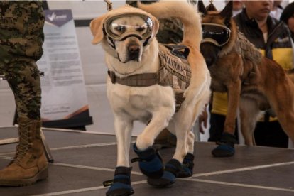 La can ayudó a encontrar personas en el terremoto que sacudió al país en 2016.