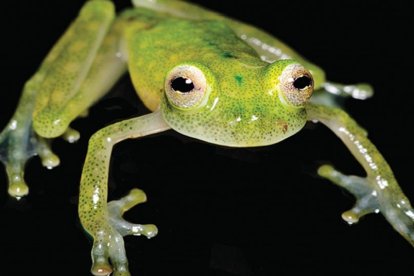 Los anfibios fueron hallados por investigadores en la provincia de Pichincha.