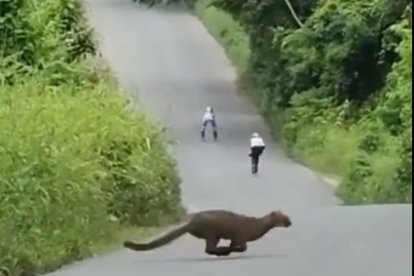 En el video, el felino cruza rápidamente la calle y aparece en el video que grababa a los patinadores.