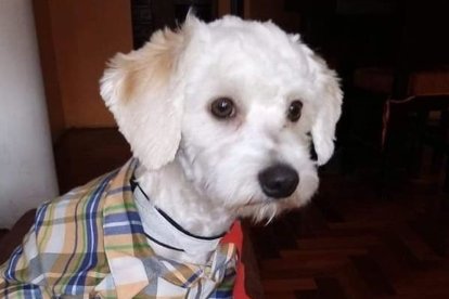 Luno puede ser sacrificado por no tener un microchip.