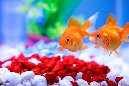 Los peces saben sumar y restar (más que el tóxico que te cuentea)