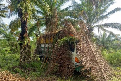 Los carros hallados en las palmeras estaban cubiertos con hojas.