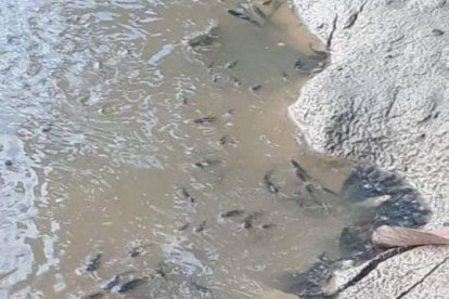 Las autoridades Salitreñas, pidieron a la ciudadanía, no consumir pescados de río por el momento.