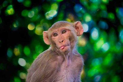 Los monos rhesus pueden percibir sus propios latidos