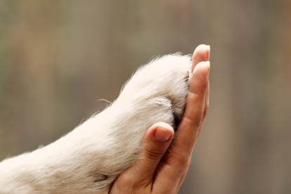 Un perro salva a su dueña de ser víctima de feminicidio en Bolivia