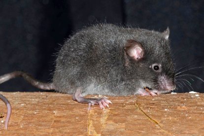 Chilomys carapazi y Chilomys neisi son las dos nuevas especies de ratones descritas en una investigación.